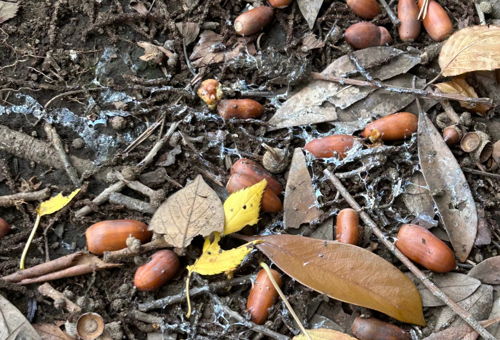 きのう公園でみつけました。 これはなにか虫や動物が通った後ですか？