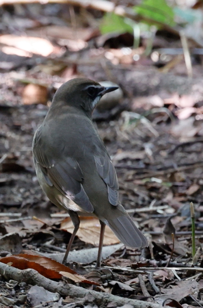 野鳥の名前を教えて下さい。 ノゴマを撮影中に現れました。 大きさはノゴマくらいです。 名古屋市内で撮りました。