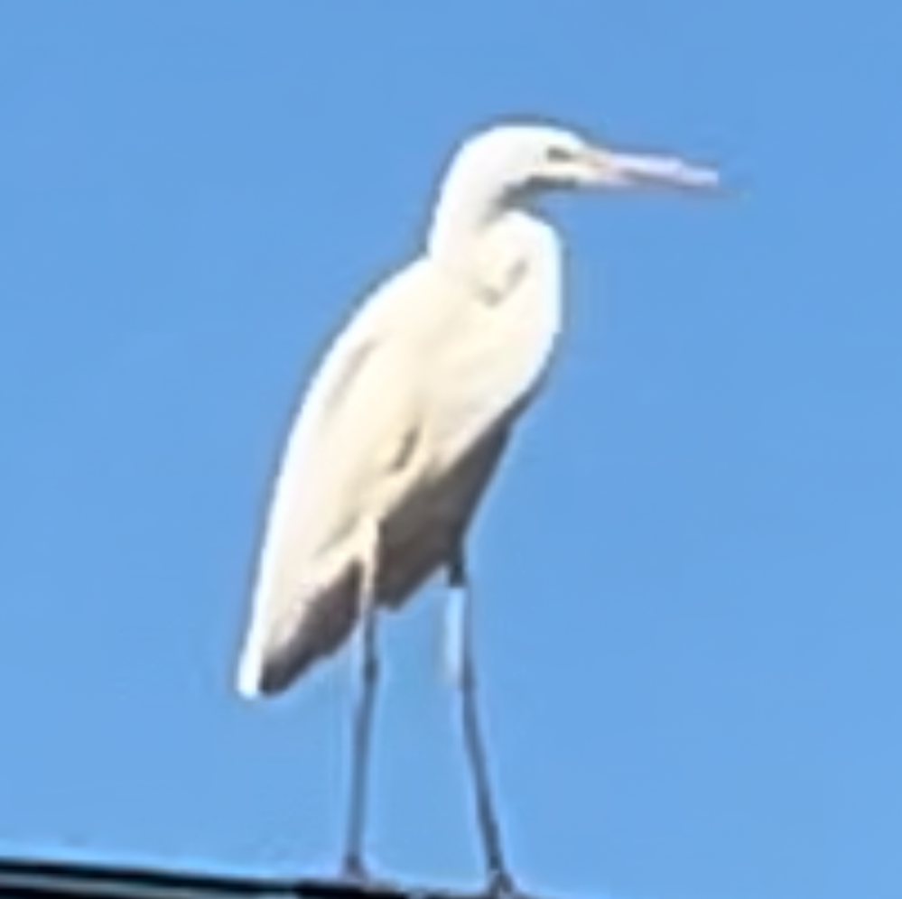 白い鳥 白キンカ鳥さんペアで来ました〜🎵