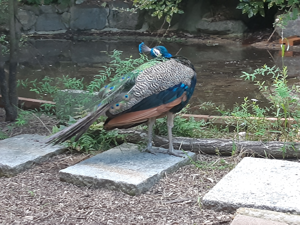 この鳥？は何ですか？教えてください。