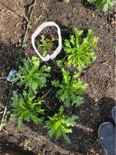 同じ日に植えたサラダ春菊の苗が一つだけまったく育たないんだがどうなってるのかね？残りの5個は摘み取りして食べ始めたのだが。