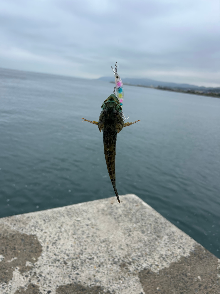 魚について質問です。 写真の魚はコチでしょうか、ハゼでしょうか。 見分けられる方教えていただきたいです。