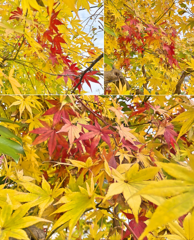 紅葉のシーズンに何時も思いますモミジの色が同じ木で赤黄色オレンジ緑