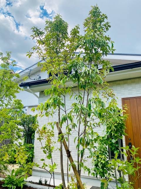 シマトネリコと常緑ヤマボウシどちらが良いでしょうか？ - 壁際に