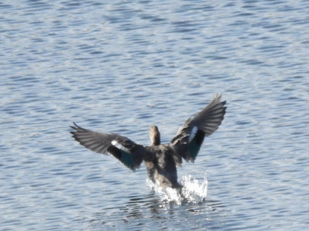 子の羽ばたいてる鳥(カモ)は何というカモでしょうか？