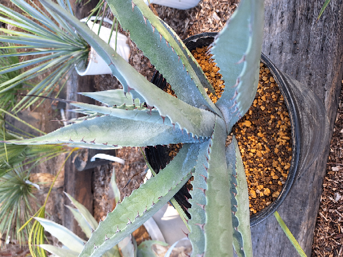 アガベに詳しい方、よろしくお願いいたします。ジェントリーとジェン