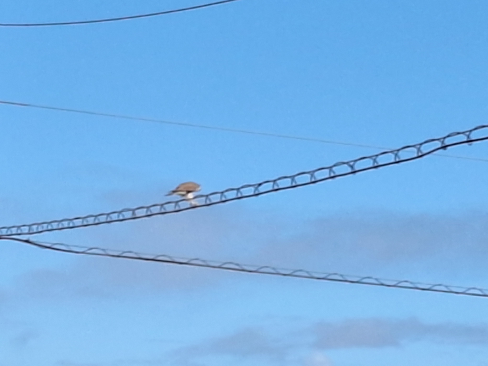 此の鳥の名前を教えて下さい。 偶然、電線に止まったので写真を撮りました。