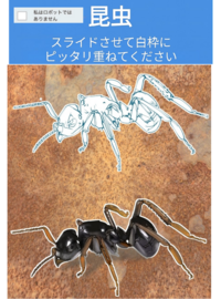 こちらの使い方ですが、これはよくある
コンピューターによる不正アクセスを防止するための認証システムの一つの 『私はロボットではありません』を証明するために、✔を入れて、下の昆虫を斜め上↖か上↗または上↑にスライドさせて、上の白くくり抜かれているところにピタッと嵌めればいいのですか？