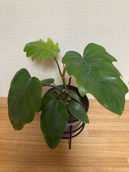 フィロデンドロンの種類を教えてください。 先日ホームセンターで観葉植物を購入しました。 名札にはフィロデンドロンと記載がありましたが、調べてみるとフィロデンドロンにも沢山種類があることを知りました。 このフィロデンドロンの種類がわかる方教えて下さい。