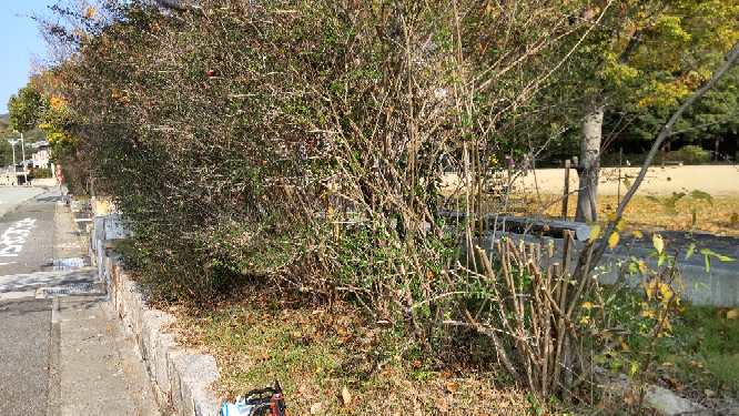 アベリアの強剪定 花が咲き終わったので、強剪定しています こんな感じで問題ないですか？