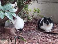 血のつながっていない野良猫の成猫と仔猫がくっついて寝たりするのは割と普通なことなんですか？ 画像はくっついていませんが、右の仔猫がもう少し小さい頃にくっついて寝ていました。仔猫の方は本当のお母さんにするような甘え方をしていました。