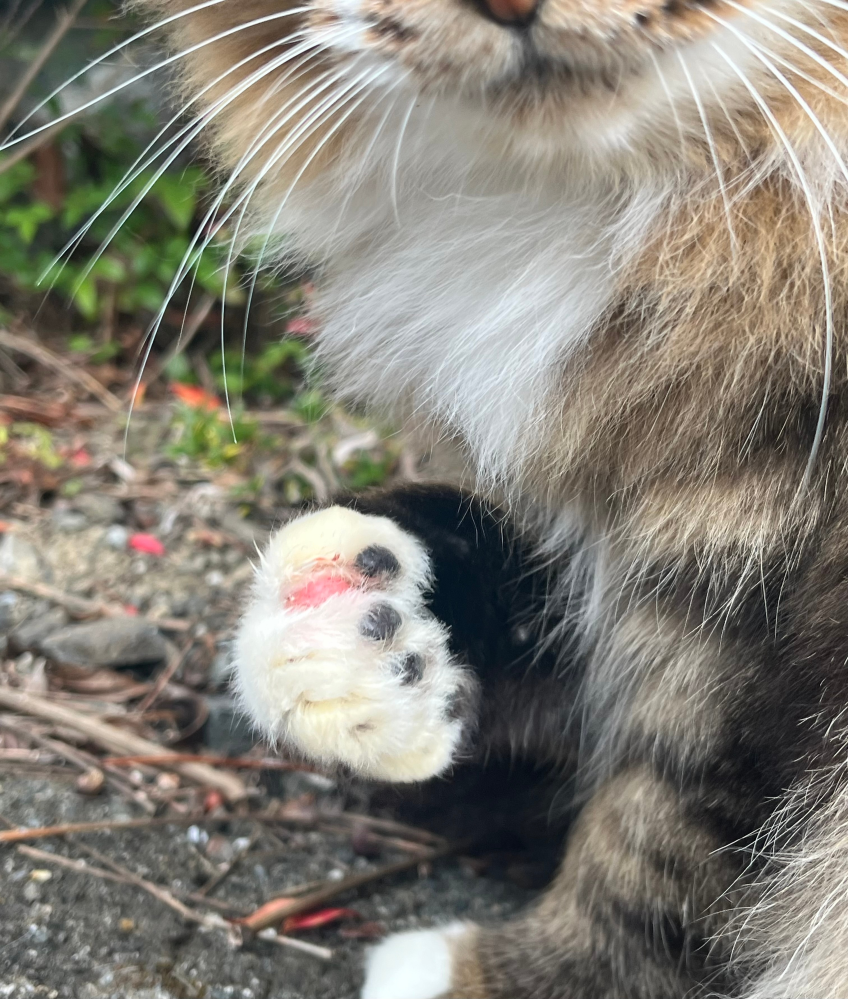 地域猫の傷につきましてお教えください。 たくましいタイプの雌猫で、これまでケガなどなかったので気になっております。 数日前から写真のとおり前足爪辺りか赤くなり、 舐めてばかりいるようです。野良猫で、 病院での受診はむつかしいのですが、やはり 受診必要なのでしょうか？ お教えいただければ幸いです。