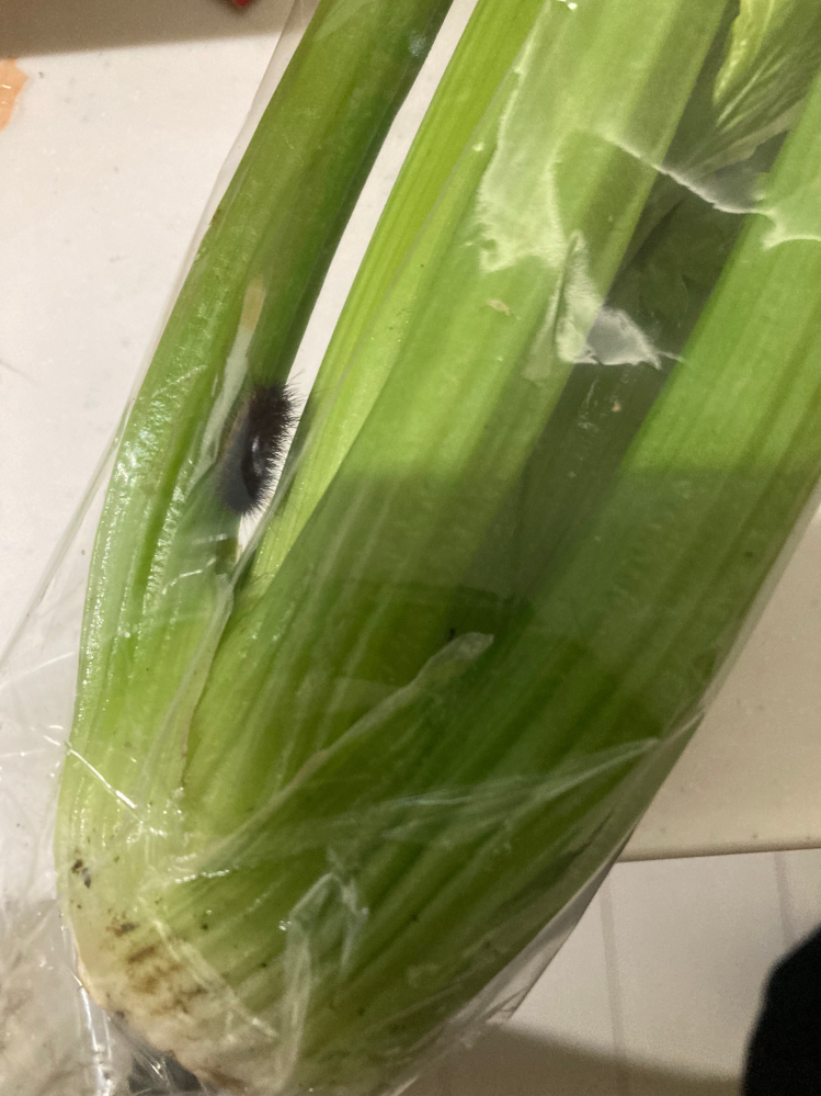 セロリについていた黒い虫について質問です。 前日、道の駅に売っていた野菜を買ったところ、黒い毛虫が何匹もいました。 これは何という虫ですか？ 洗って食べて大丈夫でしょうか？