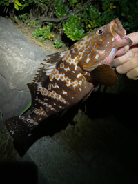 魚の種類について質問です
先程、横浜周辺の防波堤で釣れました。
キジハタでしょうか？ 