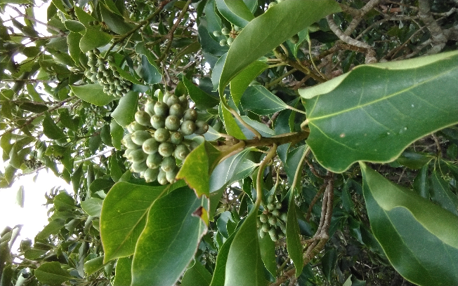 植物の名前を教えてください。 大きな木です。 小さなどんぐりみたいな実が、たくさんまとまった感じの実です。 宜しくお願いいたします。