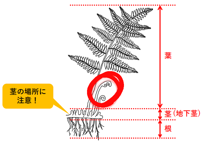 理科について質問です。 この部分は葉ですよね？