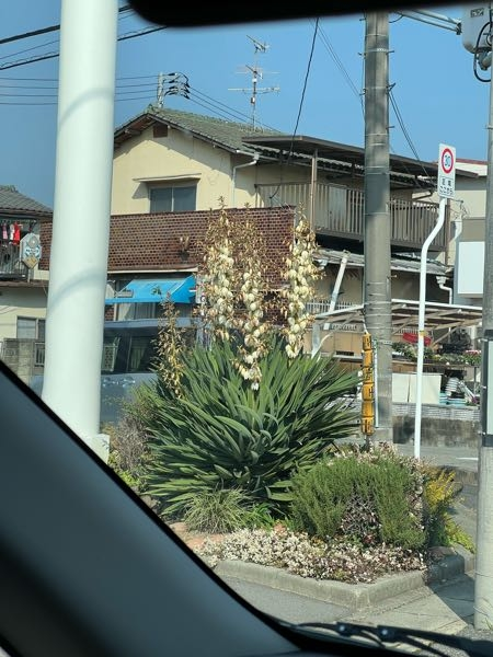 この植物の名前を教えて下さい