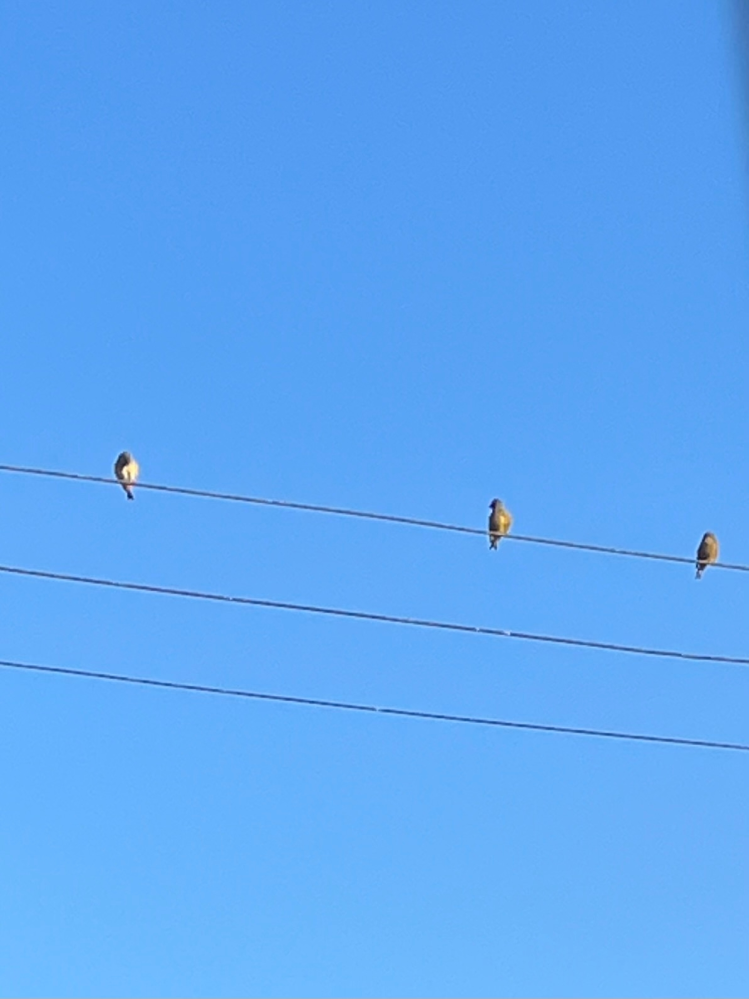 なんて鳥ですか？ 雀より少しだけ大きくて、太陽のせいかもですけど嘴は白っぽく見えます。黒い尾羽の裏？はちょっと白い部分があって、お腹は薄茶色、翼と頭は灰色？ぽいです。チュリって鈴みたいに鳴いてます。