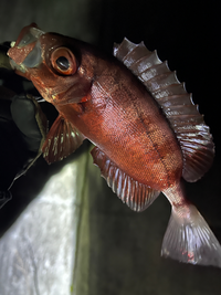 釣れた魚について質問です。

この魚何か教えていただければと思います。メバルと似てますが尻ビレが違うような気がしまして。 