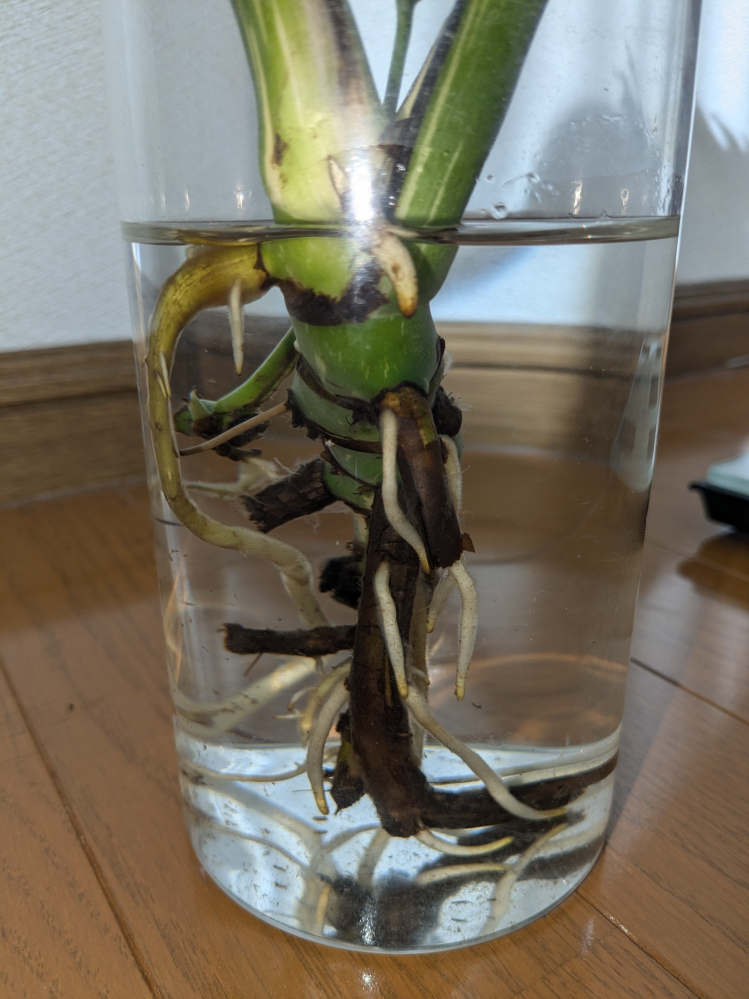 モンステラ 大葉 水栽培中 モンステラ 大葉 水栽培中