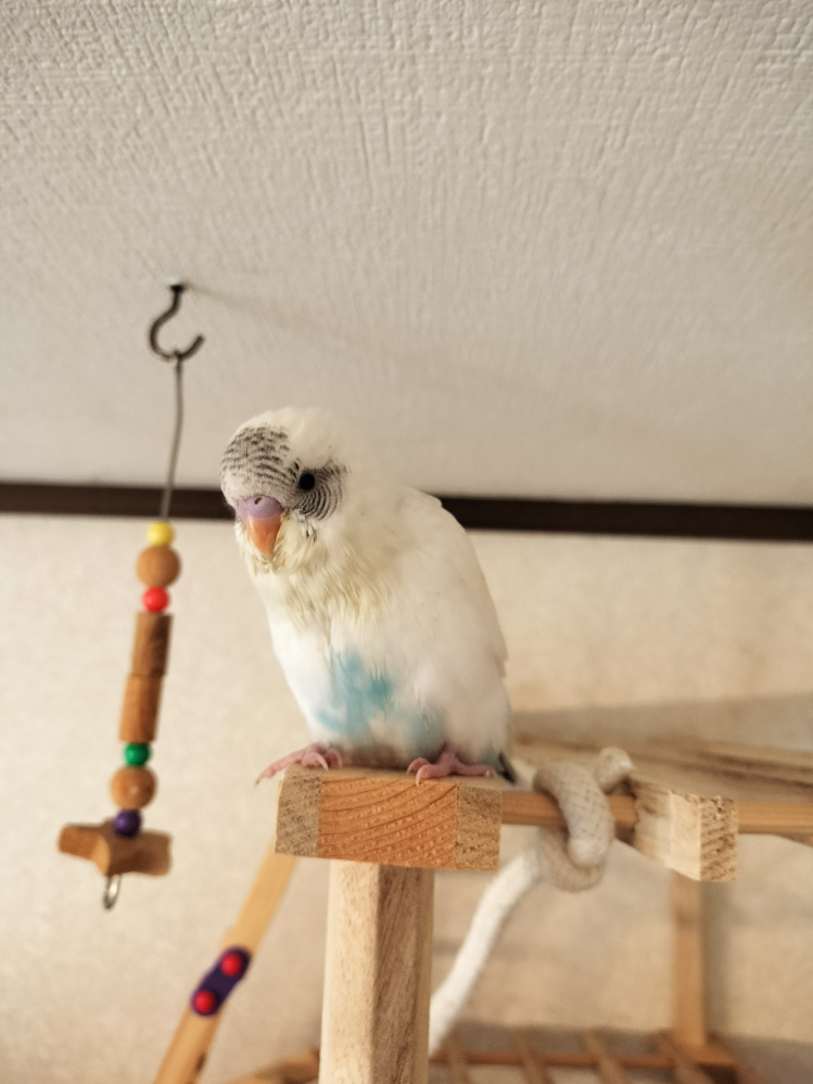 セキセイインコのペアリングについて質問です。 - よろしくお願い致します。今... - Yahoo!知恵袋