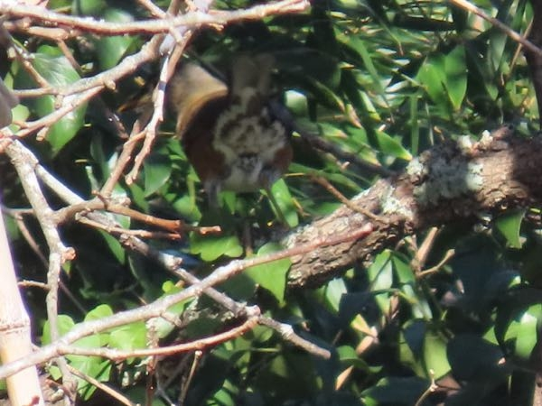 鳥に詳しい方に質問です。この鳥は何ですか？ 場所: 南関東の農村部、樹上 撮影日時: 12月上旬昼頃