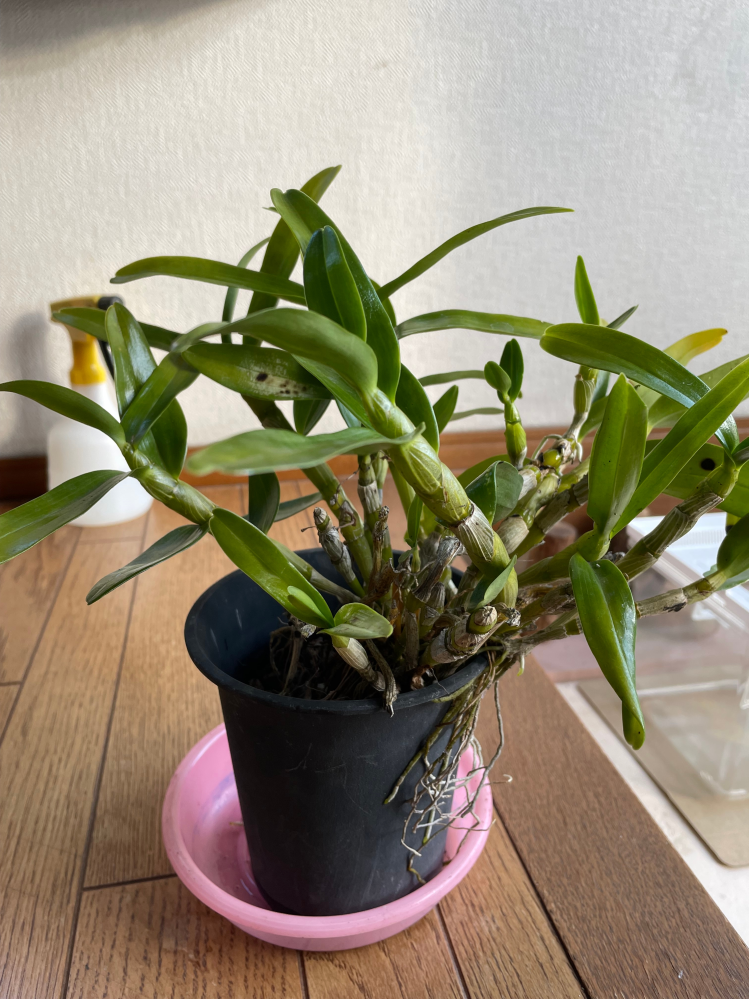 多肉植物の茎が折れてしまいました。ハオルチアです。 - 風とかで... - Yahoo!知恵袋