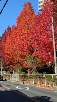 イチョウみたいな木で赤くなってるのありました。これは名前なんてい... - Yahoo!知恵袋