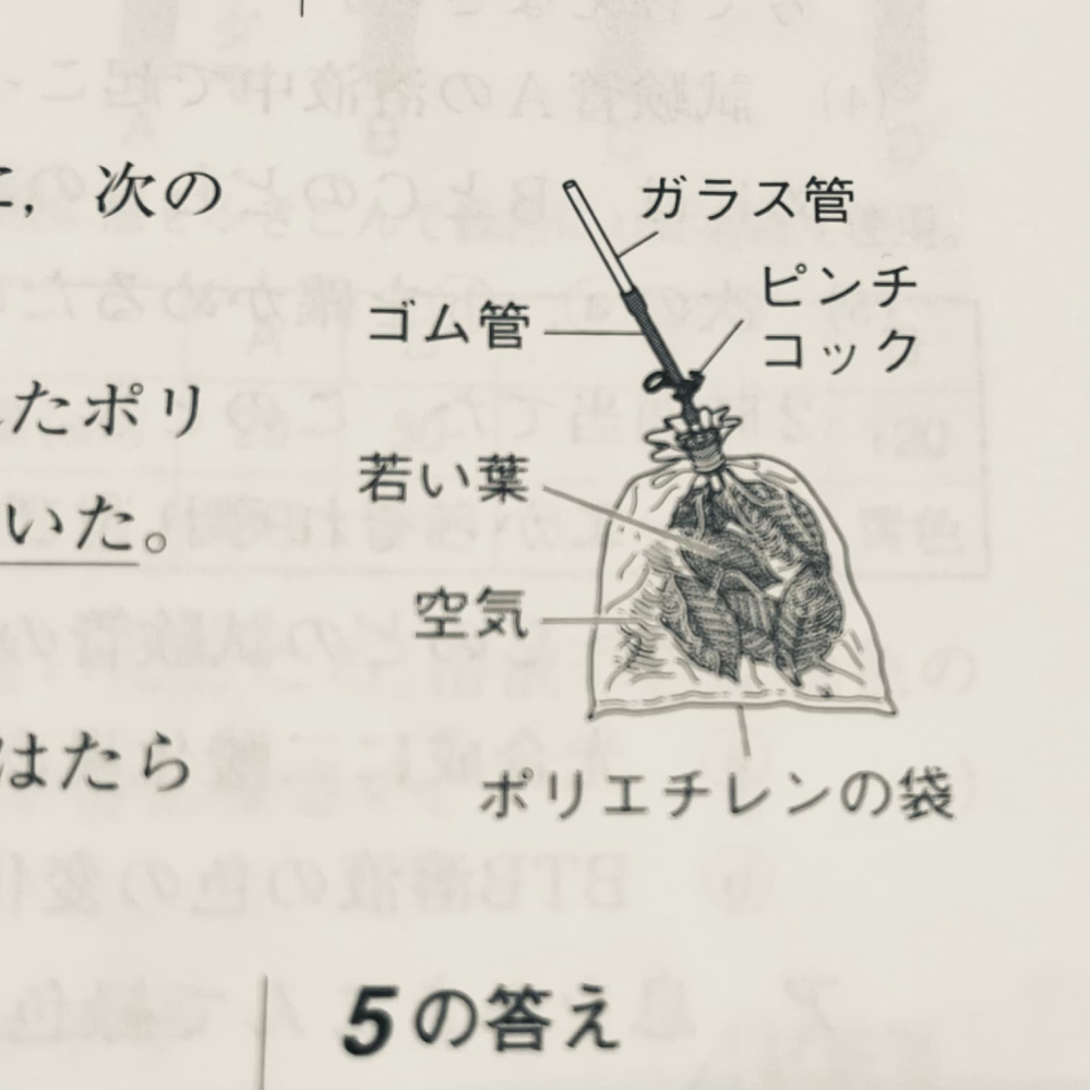 ふと疑問に思ったのですが、理科の問題でよく見かける「〇〇の葉を入れたポリ袋と空気を入れたポリ袋の中に含まれている気体は何か？」という問題についてです。 石灰水などを通して「葉が入った袋では、呼吸によって二酸化炭素が発生する。」みたいな結論になると思うんですけど、なんで実験で使ってる葉は茎から切り離されているのに、光合成や呼吸ができるんですか？ 教えてください！