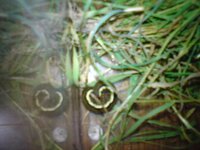 芋娘これってなんて読むんですか また 意味は いもむすめですね 田舎の Yahoo 知恵袋