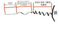 僕はめちゃくちゃ癖毛、天然パーマ、チリチリ、剛毛、多毛です。
常に縮毛で、やや長め（TravisJapanの松田くんくらい）を維持して、縮毛を三ヶ月に一回ほど、伸びた部分のみかけ続けています。 普段かけてくださっている方は、僕の髪質を分かってくれているので、薬剤も強めなものを使っていると言う話でした。
また、ストレートの維持のためにも根本のギリギリを攻めてくれていますし、「縮毛直後に地毛の部...