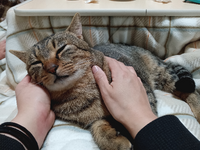 猫からの愛情表現を拒んだら猫は悲しむのでしょうか。

飼い猫がよく顔、指、髪を舐めてくるのがとても痛いのでやめさせたいのですが… 
↓家で飼ってる猫 