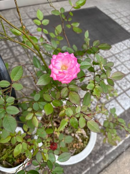 この綺麗な薔薇の名前を教えて欲しいです。