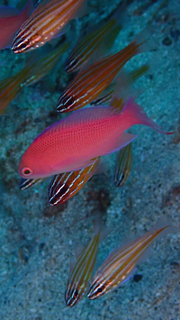 このピンクの魚と背景の縞々の魚は何でしょうか？ 