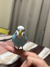 この子の性別を教えてください！

生後八ヶ月のセキセイインコです。
 
ネットで調べてみて多分オスだと思ったのですが、いまいち確証が持てませんでした…

有識者の方々ぜひお願いします!! 