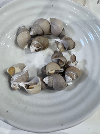 ばい貝について質問です。この貝は、食べる時唾液腺を取った方が良い貝 