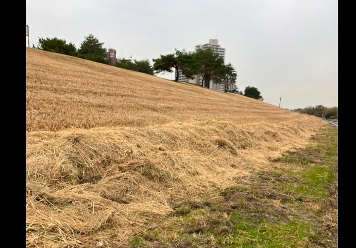 家庭園芸で、土壌改良したいです。稲科の乾いた草（わらみたいな）ものを土に被せると微生物の促進がはやまるのですか？ なかなか手に入らないので河川敷で捨てられる枯草を拾ってきてまこうかと思いますが、効果ありますか？