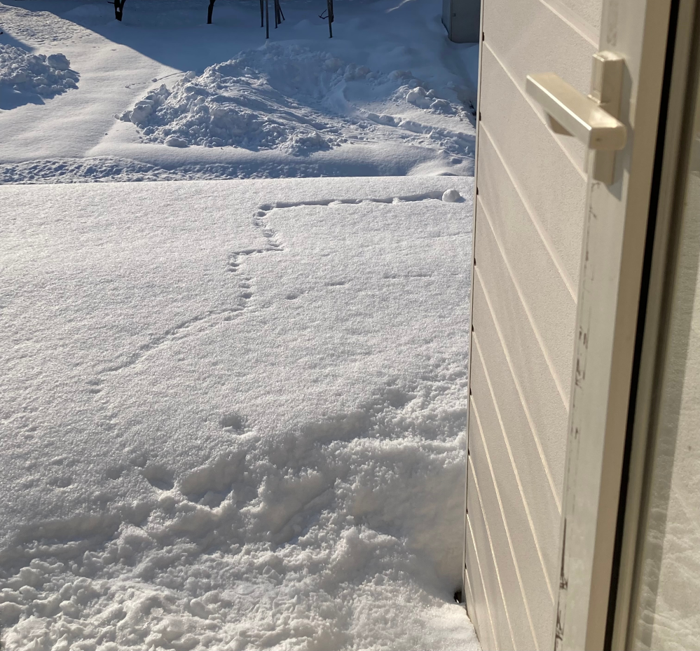 こんなことは初めてです。 カーポートの上に今朝、ソフトボール大の雪玉がありました。 誰かが投げ込んだにしては、その転がった跡が直角直角で不自然ですし。 いったい何の仕業だと思われますか？ 気味が悪いです。