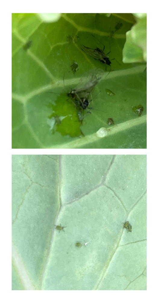 家庭菜園でキャベツを植えてみています。 最近新芽の部分に羽のある黒い小さな虫、葉裏にダニのような虫がいます。 これはなんという虫でしょうか そのままにしておくとどんな害が出ますか？