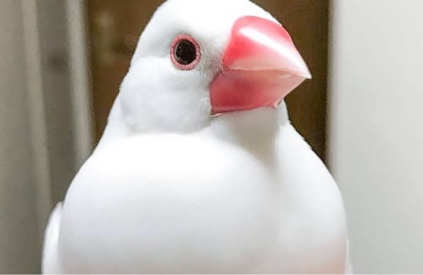 手乗り文鳥、可愛いですか？