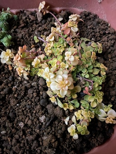 観葉植物・多肉植物などに詳しい方、写真の品種を教えてください。 近所の方の花壇から分けてもらって、大切に育てたいので、調べたいのですが、種類が分からず...。