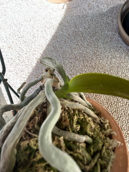 胡蝶蘭の脇芽が出てきました。初めての経験です。この後、どうし