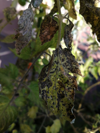 トマトの葉が病気でしょうか。虫でしょうか。
植えっぱなしだったトマトが再び花を咲かして実をならしています。 実も赤くなってきて楽しが、葉に茶色の染み？が出てきてそれがどんどん広がってきています。
これは何でしょうか。どなたかわかりませんでしょうか。