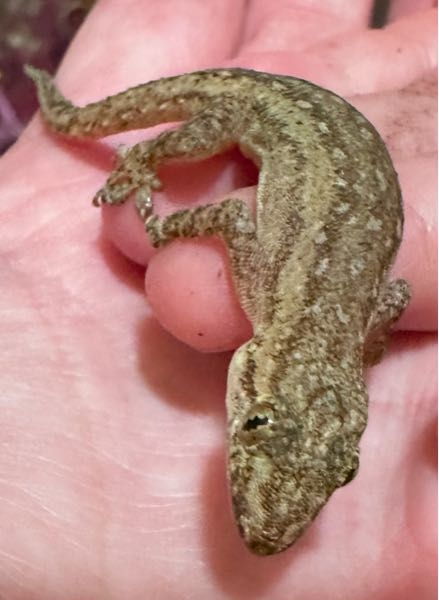 このトカゲ？ヤモリ？の名前を教えてください。 大きさは８〜１０センチくらいでした。沖縄県です。 かわいかったので写真を撮ったあと外に放したのですが、飼育できる種類なのでしょうか？ あとメーターボックスから出てきたのですが、この時期こういう場所に入るのは暖をとっているんでしょうか？ ご存知の方がいらっしゃいましたら、よろしくお願いします。