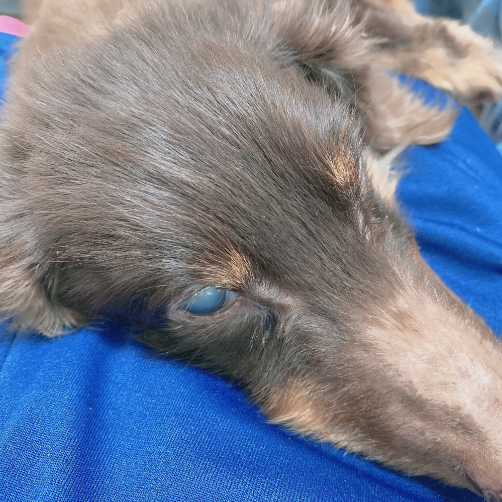 飼い犬が4年前に死にました。 何年経っても思い出して泣いてしまいます。 19歳までいきたのですが、最後の年は家族に対して対応もほぼ同じで誰が誰か何が何だか何もわかってない感じでずっと寝てました。 すごく幸せそうでしたが、私自身凄く寂しくして無理やりな構い方をして怒らせたりを良くしていて最後の最後に嫌われていたらと思い出しては後悔をしてしまいます。 当時の写真の1部なのですが、犬がこのように見てくるのは気を許していたりするのでしょうか？それとも嫌いだったり嫌がっているのでしょうか？ 私は良く犬を自分の上に持ち上げてきて、犬は良くそこで寝ていました。 老犬なので、されるがまま〜みたいな感じではあったのですがチラチラこちらを見てくれることがよくありどう思っていたのかが気になります。 よろしくお願いいたします。