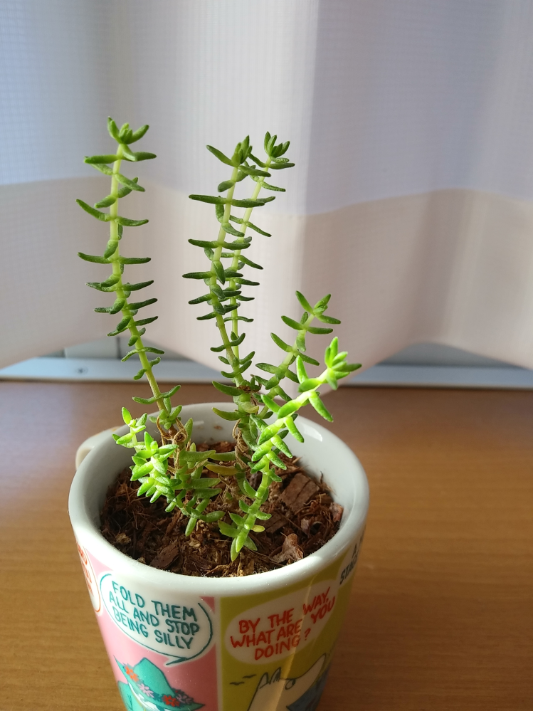 この多肉植物の名前が知りたいです。 昨年春に多肉植物売り場で購入したのですが、名前がわからなくなりまして… だいぶ伸びてきたので、手入れしてあげたいのですが、名前がわからないので切っていい時期や場所等、調べたくても調べられず…という状態です。 この子は誰だかわかりますか？