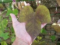 朝顔の葉が黒くなってしまいました 原因は何でしょうか 以前にも投稿さ Yahoo 知恵袋