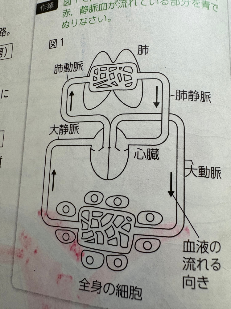 肺静脈はなぜ酸素を多く含んでいるのに静脈なんですかね？