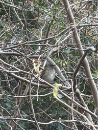 この鳥の名前何かわかる方いますか？ 