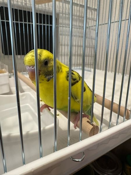 うちのインコ、オスでしょうか？メスでしょうか？まだ中雛です！